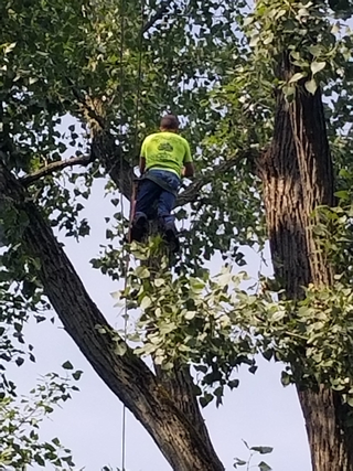 Professional Man Pruning A Tree — Lafayette, IN — Akins-Alford’s Tree Care, LLC Professional Man Pruning A Tree — Lafayette, IN — Akins-Alford’s Tree Care, LLC