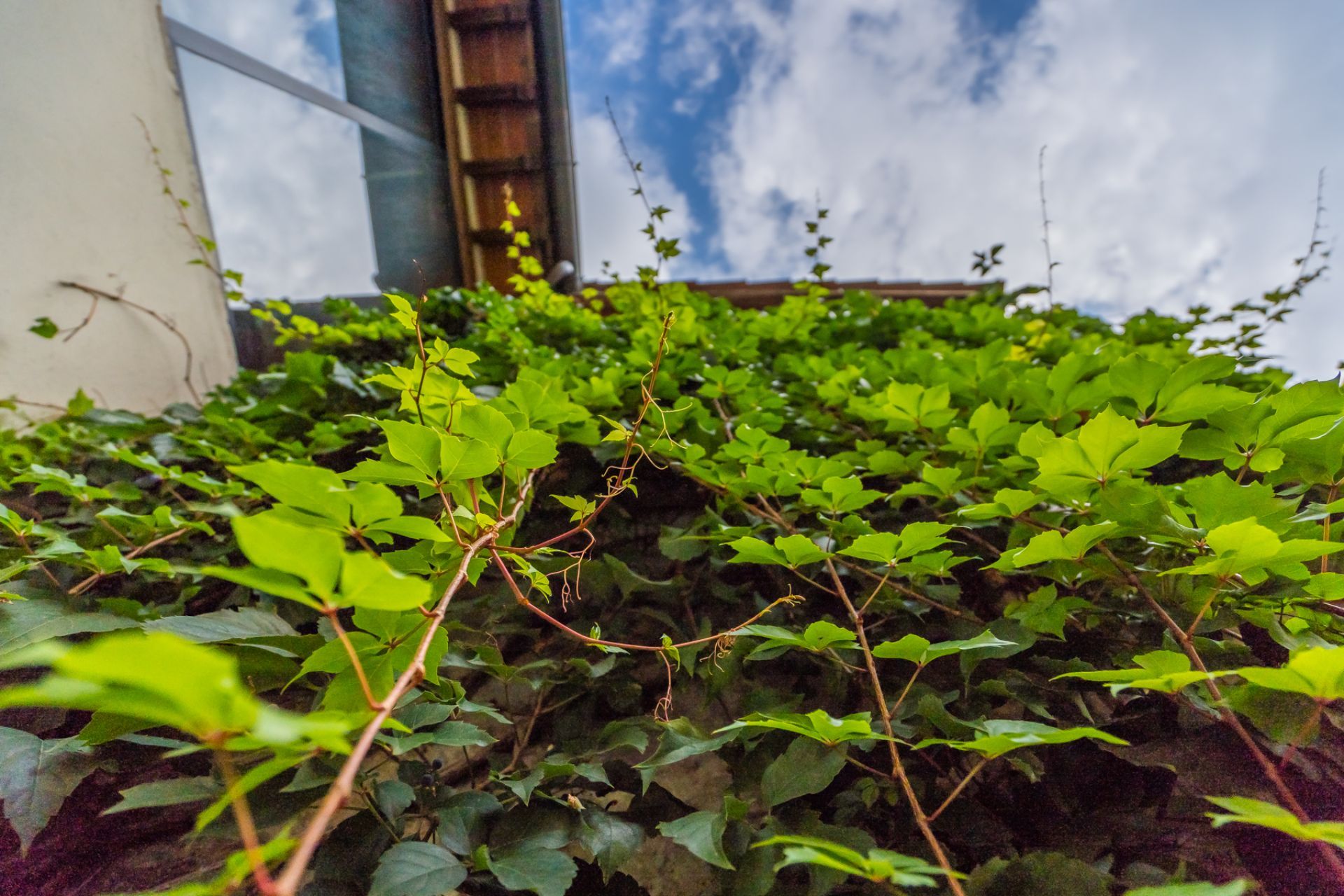 Verdure selezionate