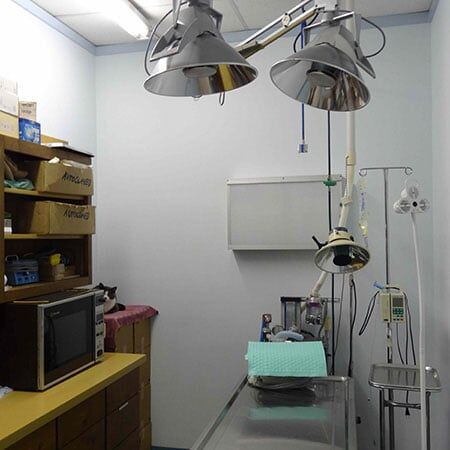 Animal Vet — Laboratory in Oxnord, CA