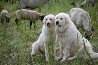 Bild Herdenschutzhunde © VaH e.V. Bild Herdenschutzhunde © VaH e.V.