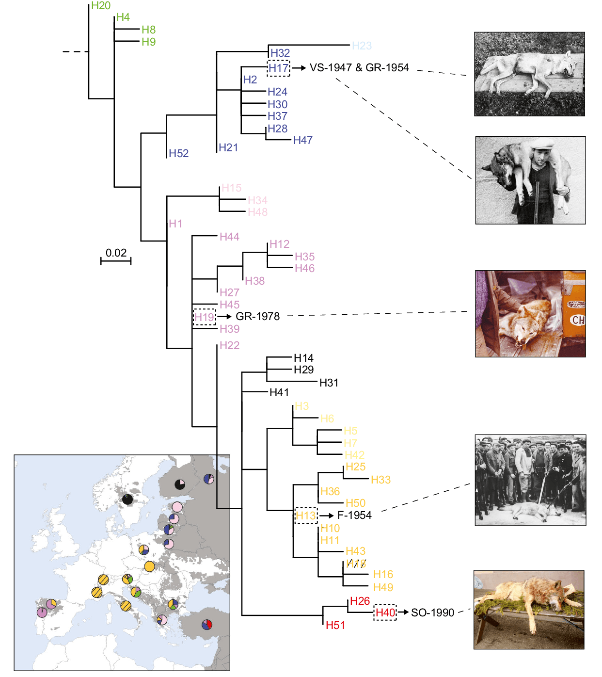 Bild Phylogenie mitochondrialer DNA-CR-Haplotypen (adaptiert von Dufresnes et al. 2018) Bild Phylogenie mitochondrialer DNA-CR-Haplotypen (adaptiert von Dufresnes et al. 2018)