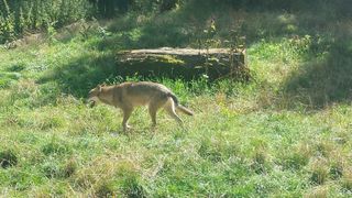 Bild AG Nord Eekholt © Wildpark Eekholt Bild AG Nord Eekholt