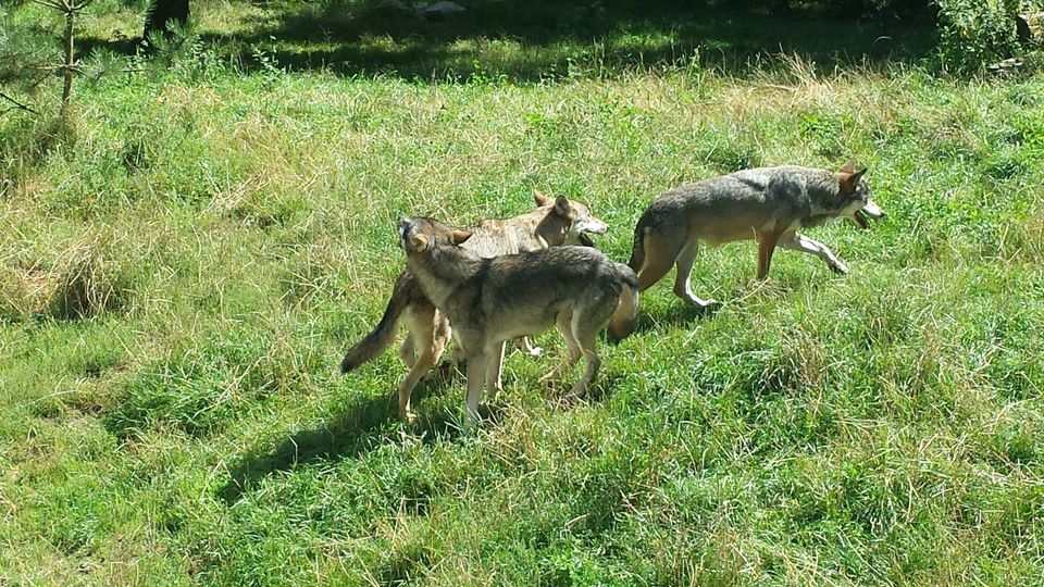 Bild 1 Jahrestreffen AG Nord © Wildpark Eekholt Bild 1 Jahrestreffen AG Nord