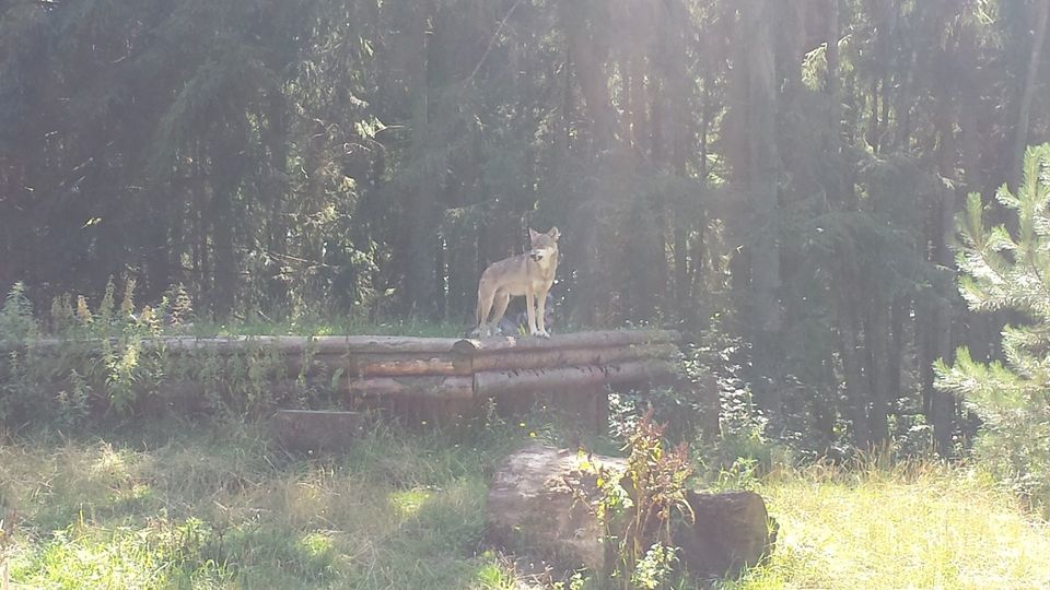 Bild 2 Jahrestreffen AG Nord © Wildpark Eekholt Bild 2 Jahrestreffen AG Nord