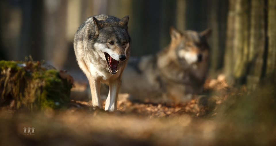 Bild Wölfe © Cornelia Arens - KlickFaszination