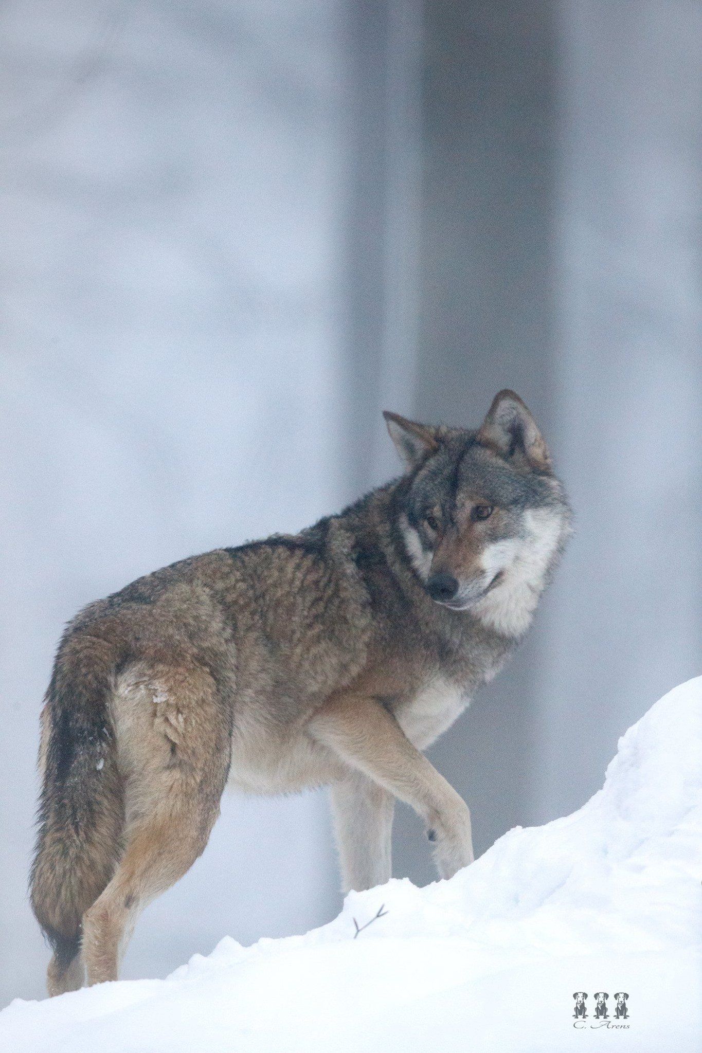 Bild Wolf im Schnee