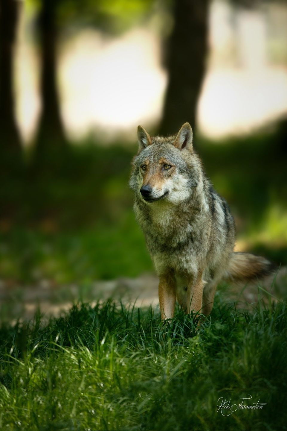 Bild Wolf © Cornelia Arens - KlickFaszination