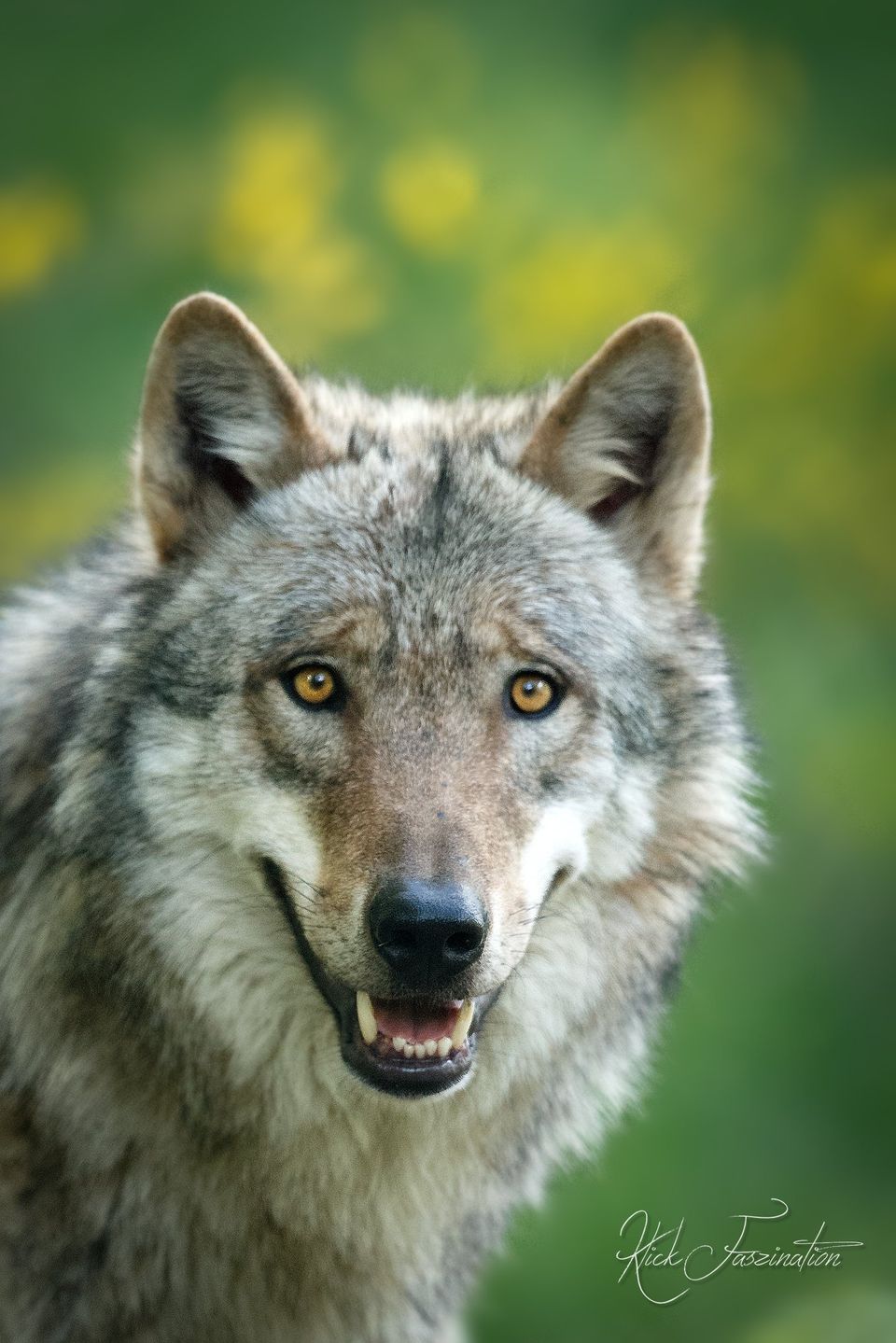 Bild Wolf © Cornelia Arens - KlickFaszination