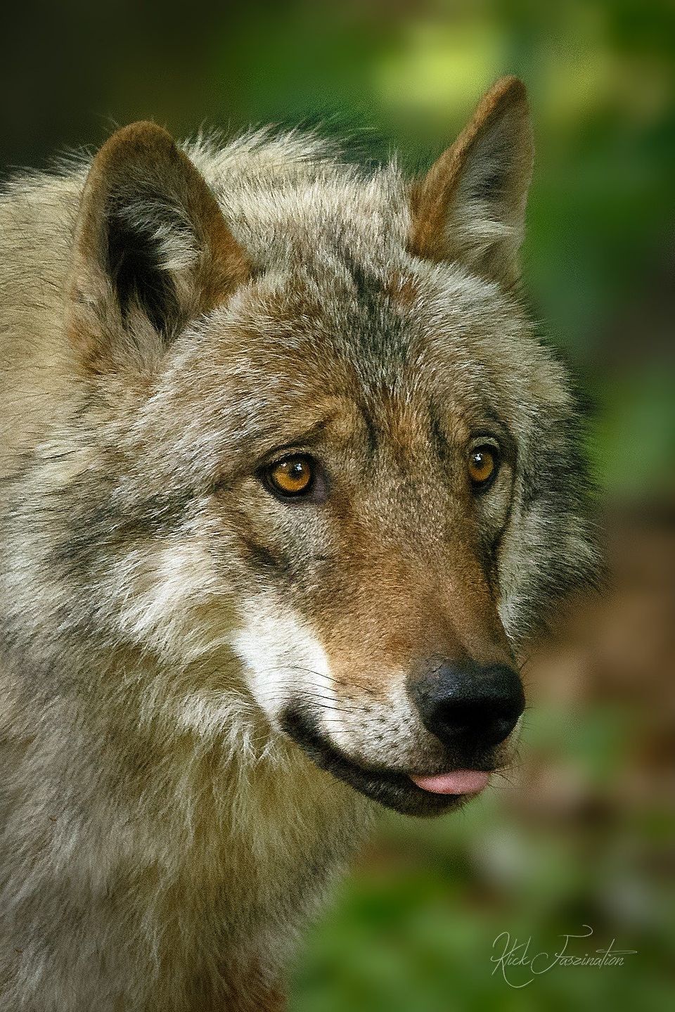 Bild Wolf © Cornelia Arens - KlickFaszination