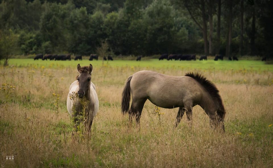 Bild Koniks und Rinder © Cornelia Arens - KlickFaszination