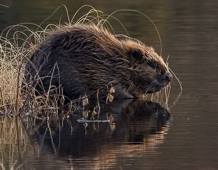 Bild Biber  © Per Harald Olsen