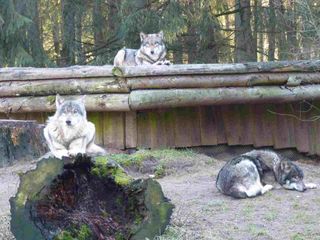 Bild 1 Wolfsnächte Eekholt © Jens Hennings Bild 1 Wolfsnächte Eekholt