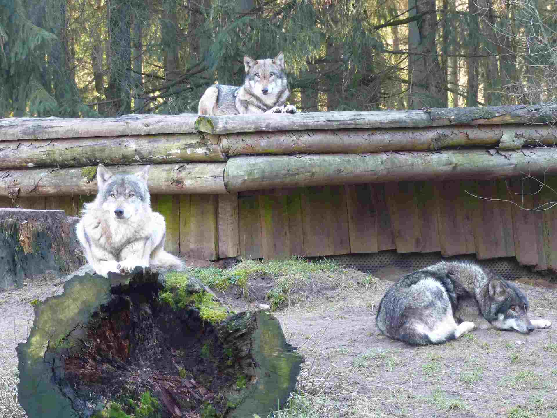 Janosch, Mascha und Alexander in Erwartung der Wolfsnächte © Jens Hennings Bild 1 Wolfsnächte Eekholt