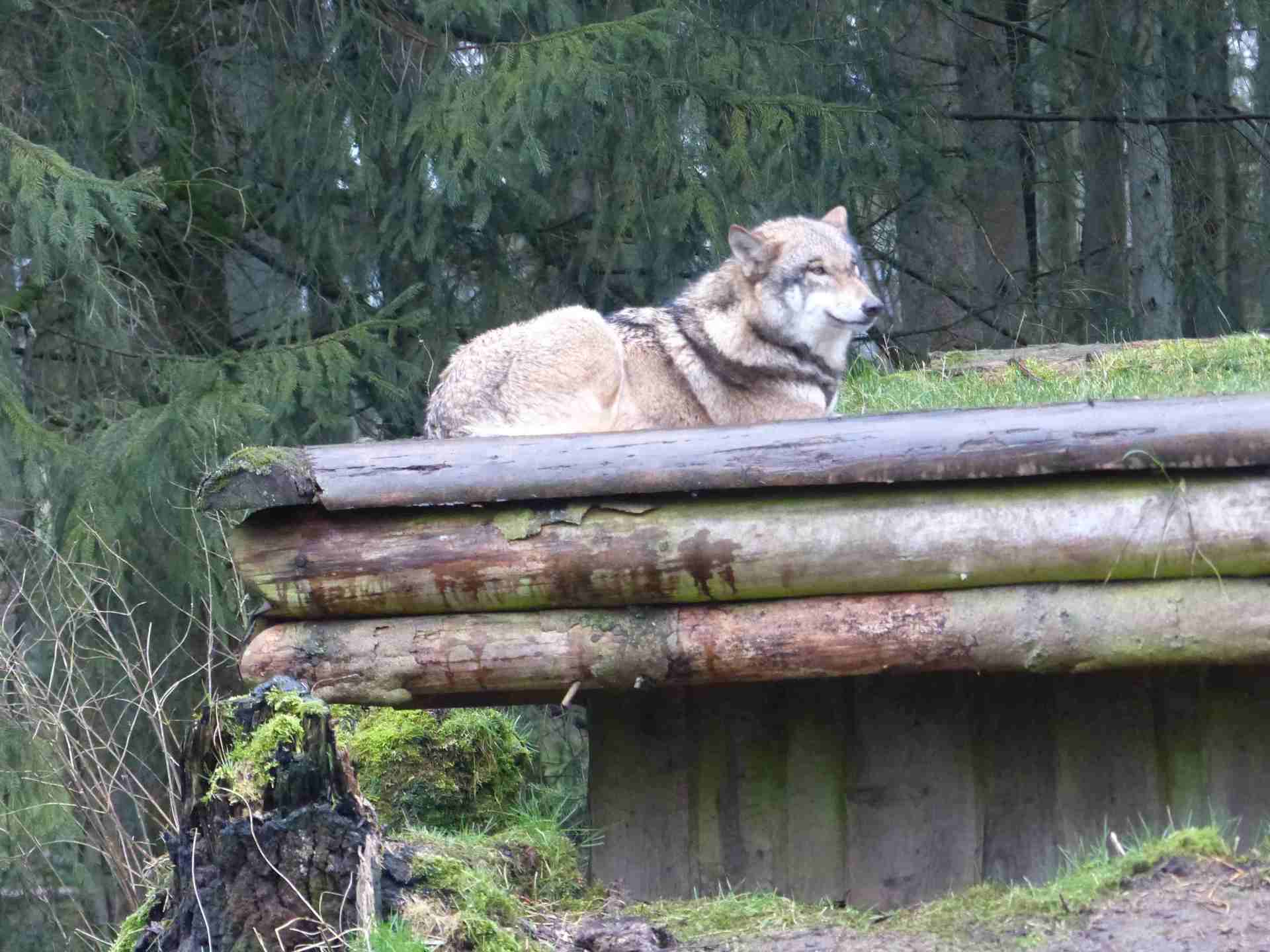 Bild 1 Infostand bei den Eekholter Wolfsnächten Bild 1 Infostand bei den Eekholter Wolfsnächten