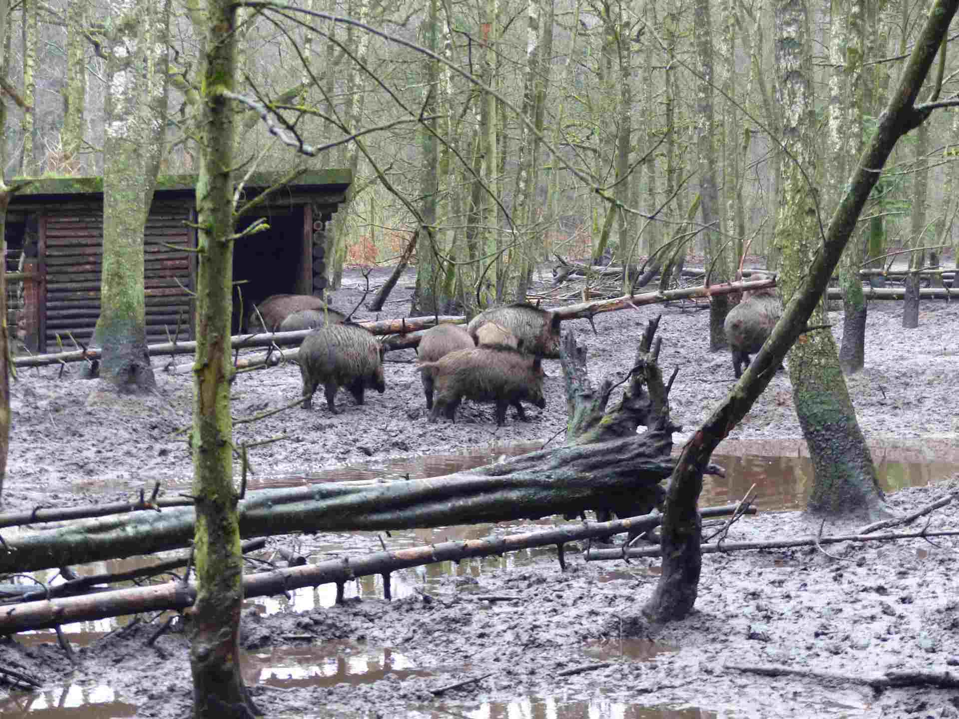 Bild 3 Infostand bei Eekholter Wolfsnächten Bild 3 Infostand bei Eekholter Wolfsnächten