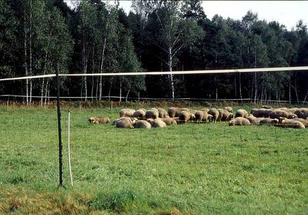 Bild Herdenschutzzaun © LUPUS