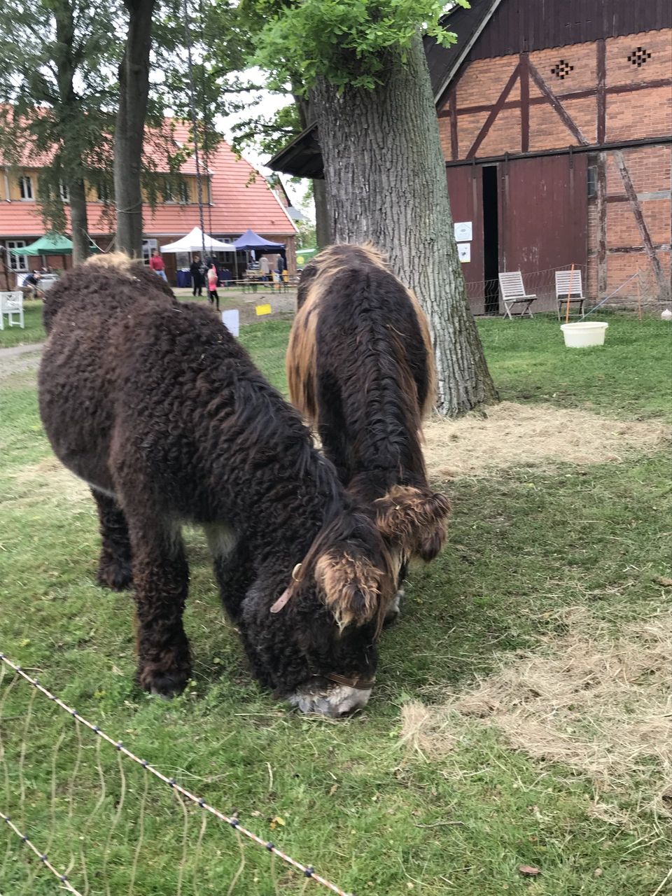 Bild 3 Infostand beim Schafschurfest in Lemgrabe
