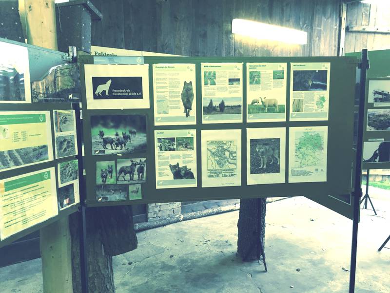 Bild1 Wolfsausstellung Museum im Dorf Lüben