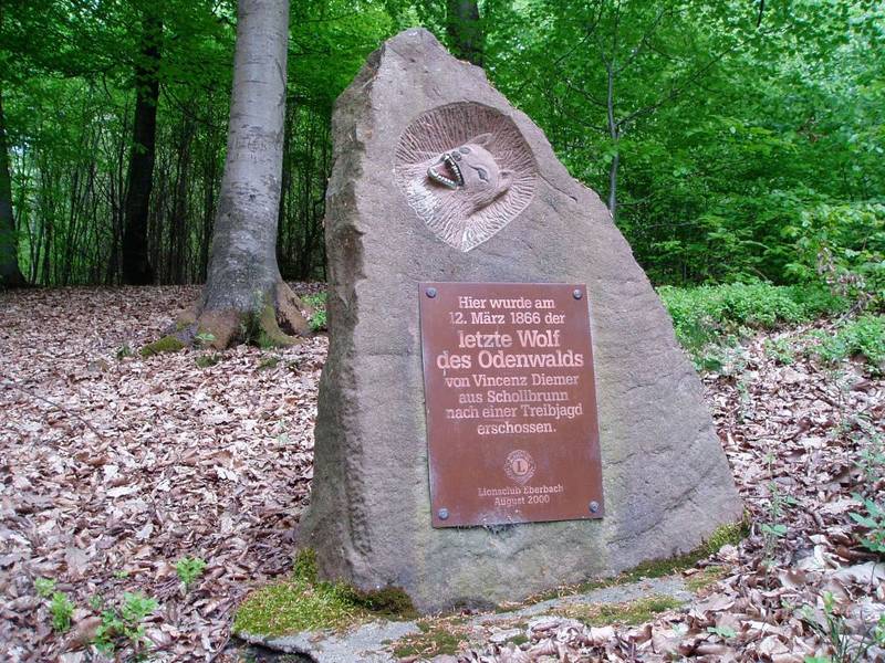 Wolfsstein Odenwald 1 © Jens Hennings Bild Wolfsstein Odenwald 1