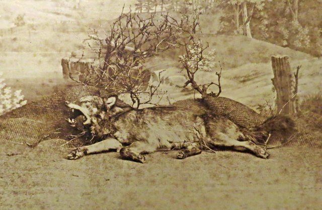 Der letzte Wolf: Erlegt und auf dem Odenwald stolz gezeigt © www.eberbach-history.de Bild Der letzte Wolf vom Odenwald