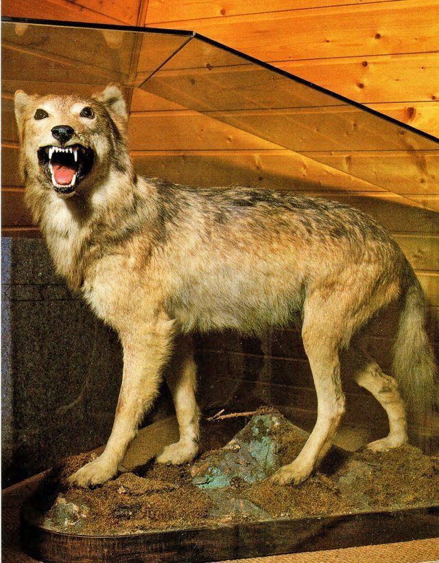 Der letzte Wolf vom Odenwald im Museum © www.eberbach-history.de Bild Der letzte Wolf vom Odenwald im Museum
