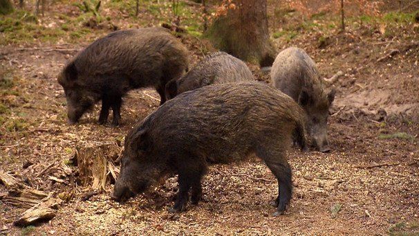 Bild Wildschweine @ picturealliance/dpa Bild Wildschweine