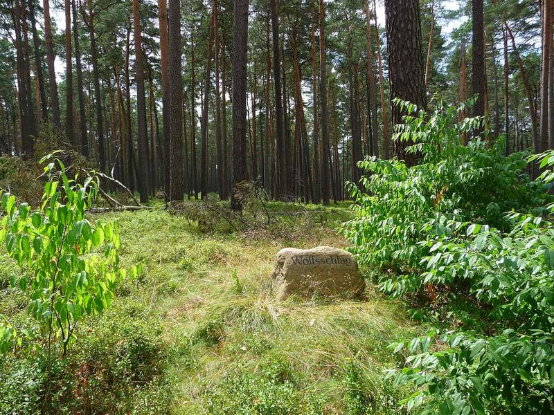 Bild Wolfsschlag Schorfheide 2
