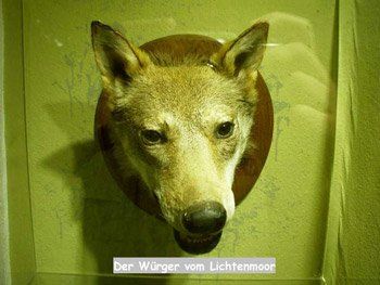 Bild Würger vom Lichtenmoor