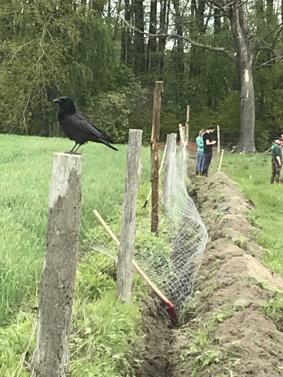 Auch wurden wir bei unserer Mühe beobachtet Bild 3 Zaunbau in Tappenbeck