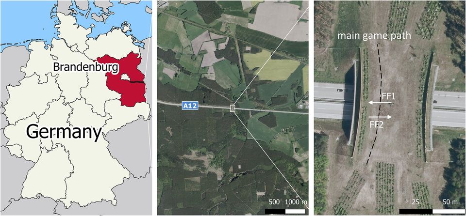 Bild: Standort der Grünbrücke über die A12 in Brandenburg und der beiden Fotofallen (FF1 und 2) Bild: Standort der Grünbrücke über die A12 in Brandenburg und der beiden Fotofallen (FF1 und 2)