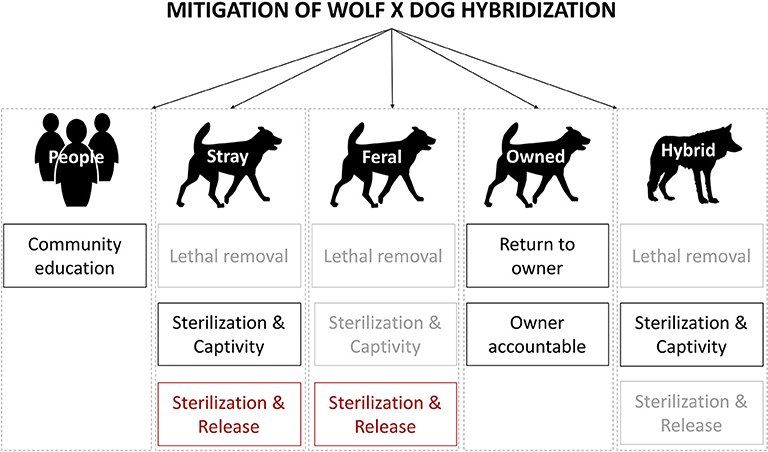 Bild Visual representation of management interventions to mitigate wolf × dog hybridization, explored in a Delphi study with a group of selected experts (n = 42) Bild Visual representation of management interventions to mitigate wolf × dog hybridization, explored in a Delphi study with a group of selected experts (n = 42)