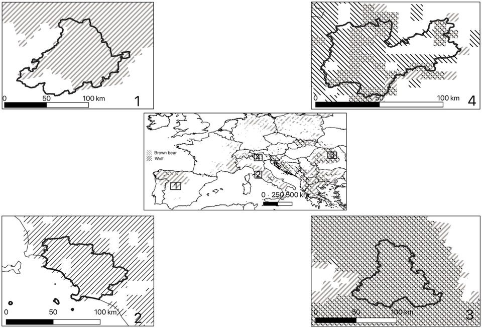 Bild: Location of the study sites with respect to the distribution of the large carnivores involved in the study: brown bear (Ursus arctos) and wolf (Canis lupus). Bild: Location of the study sites with respect to the distribution of the large carnivores involved in the study: brown bear (Ursus arctos) and wolf (Canis lupus).