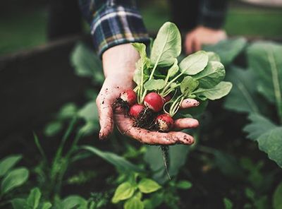 Holding a Fresh Radish from Small Farm — Wheat Ridge, CO — Young's Market and Garden Center Holding a Fresh Radish from Small Farm — Wheat Ridge, CO — Young's Market and Garden Center