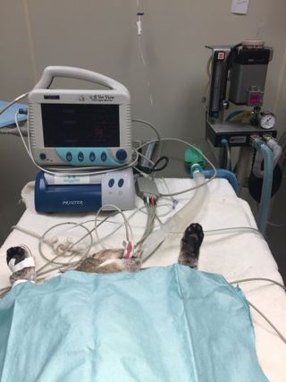 A table in Owing Mills, MD, where we perform small animal surgery
