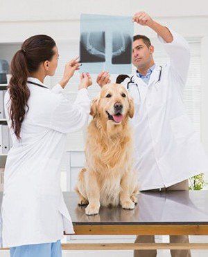 2 dogs and a cat with stethoscope - Veterinarian in Huntsville, AL 2 dogs and a cat with stethoscope - Veterinarian in Huntsville, AL