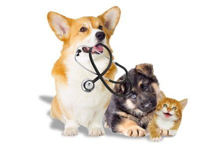 2 dogs and a cat with stethoscope - Veterinarian in Huntsville, AL 2 dogs and a cat with stethoscope - Veterinarian in Huntsville, AL