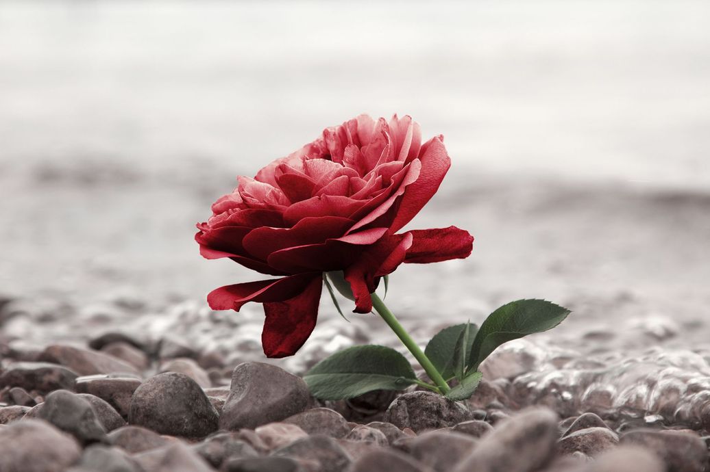 Fiore
