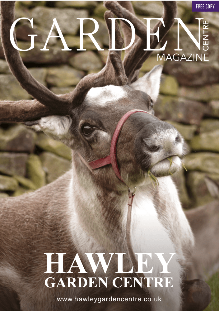 A reindeer with a red halter poses in front of a stone wall on a magazine cover for Hawley Garden Centre.