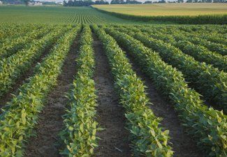 Rows of green soybean plants in a field, extending to the horizon under a clear sky.