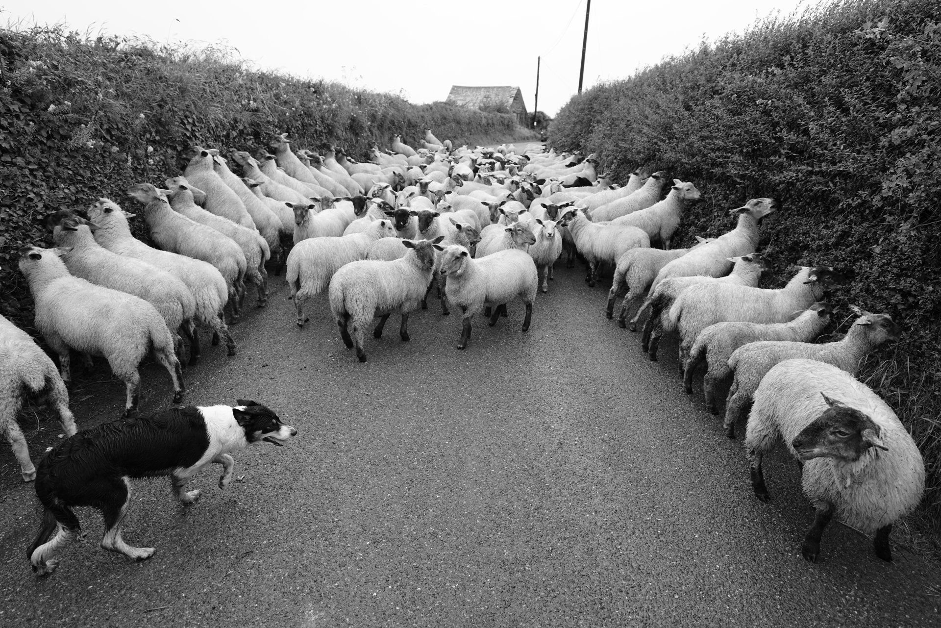 Misty the sheepdog at work