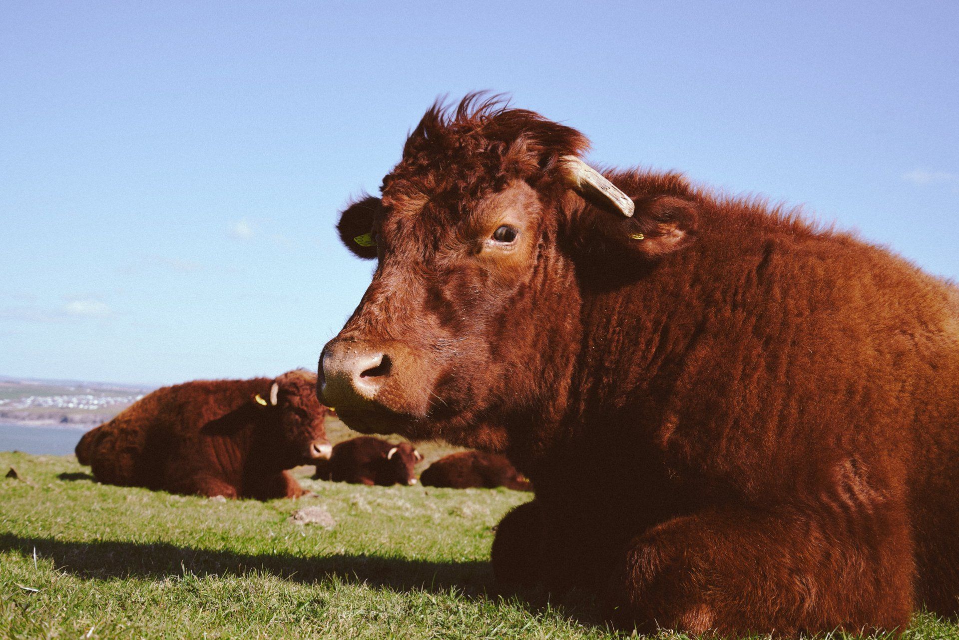 100% Pasture fed Ruby Reds