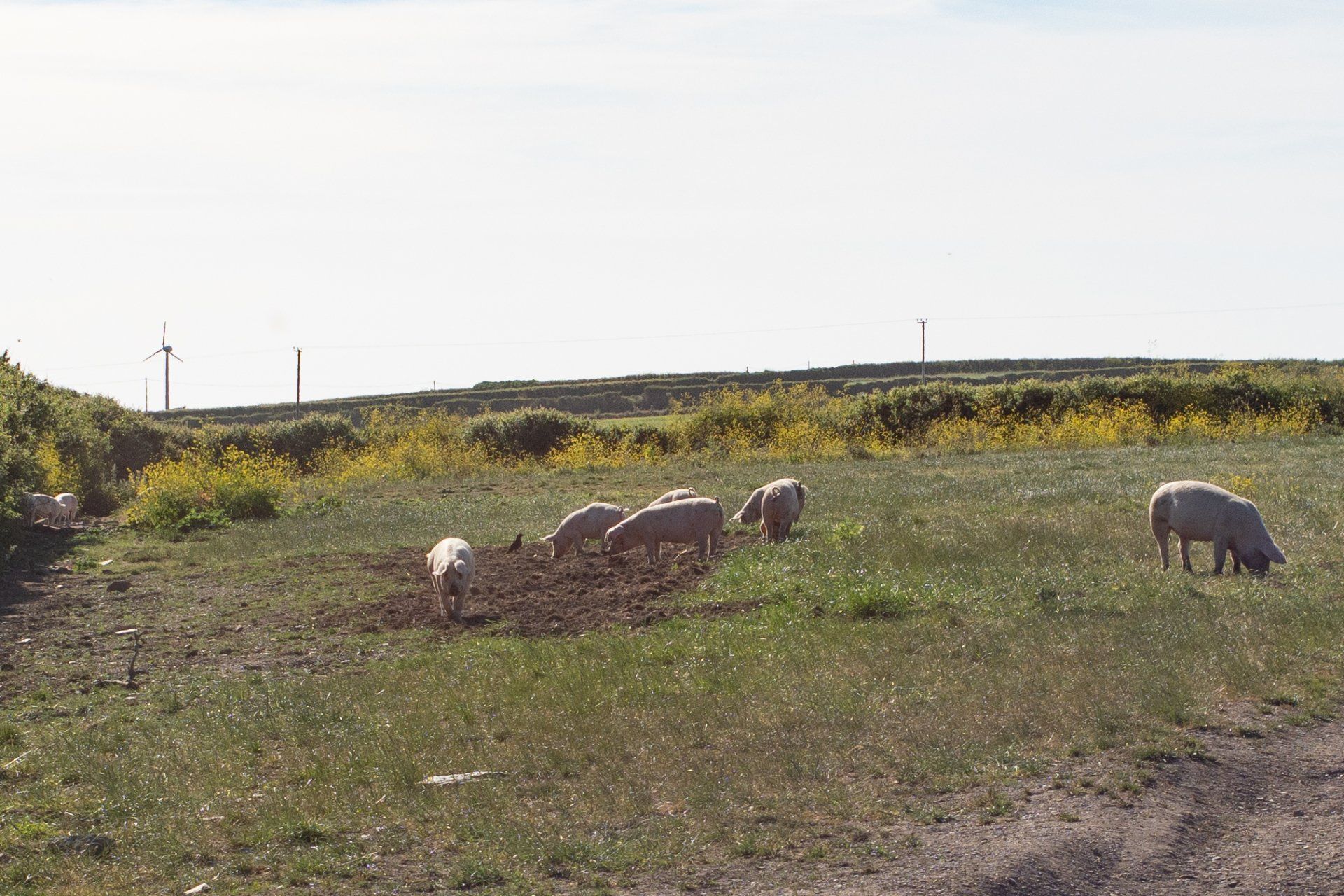 100% free range pigs at the farm