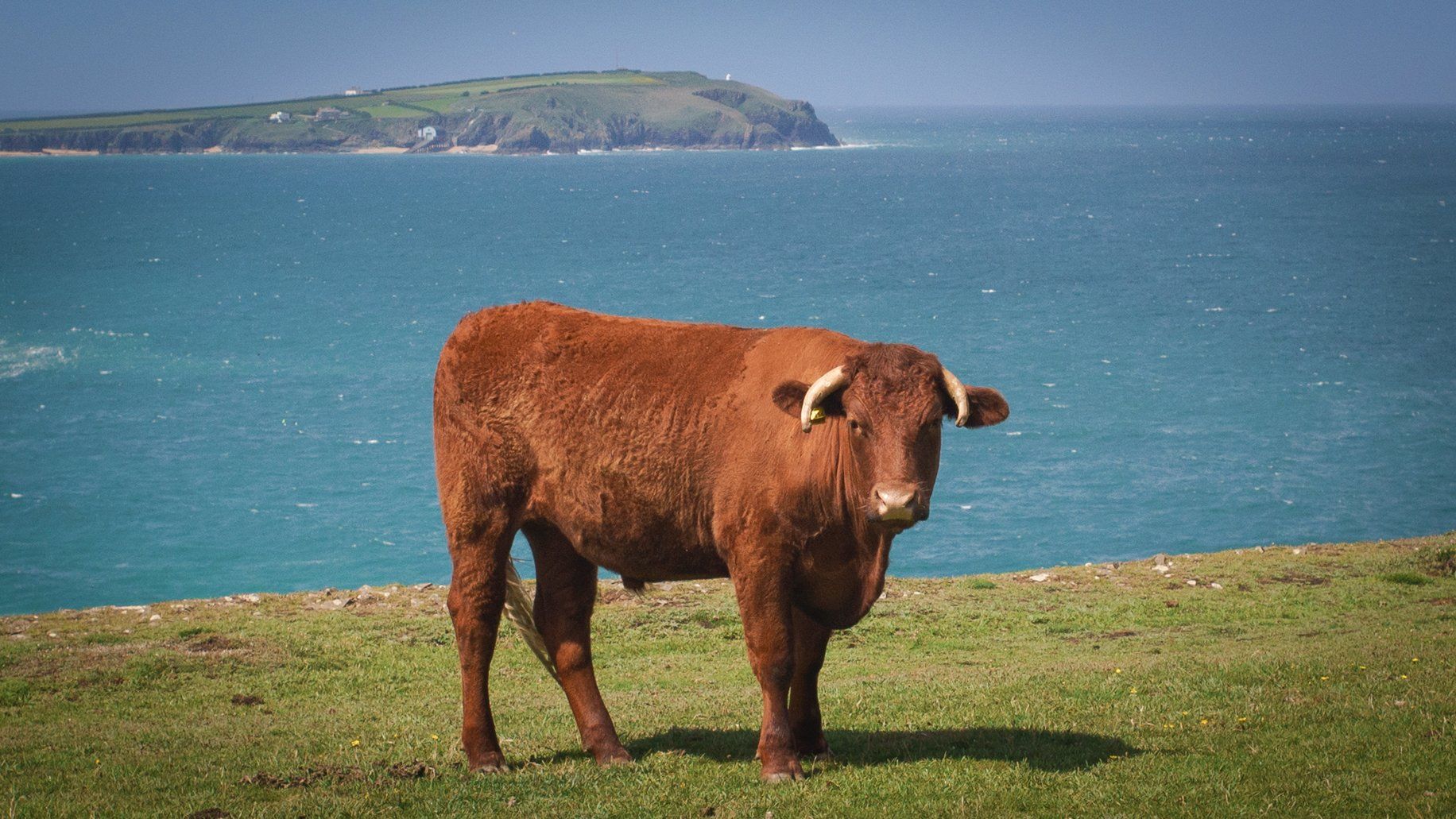 Ruby Red bullock grazing the cliff tops near Stepper Point Ruby Red bullock grazing the cliff tops near Padstow