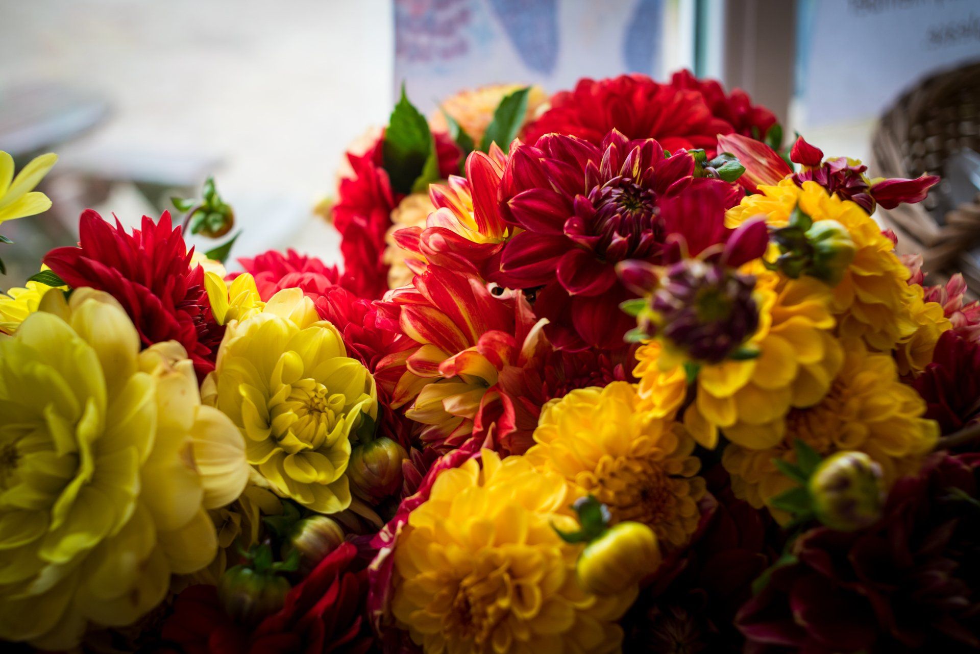 Beautiful Dahlia grown on the from