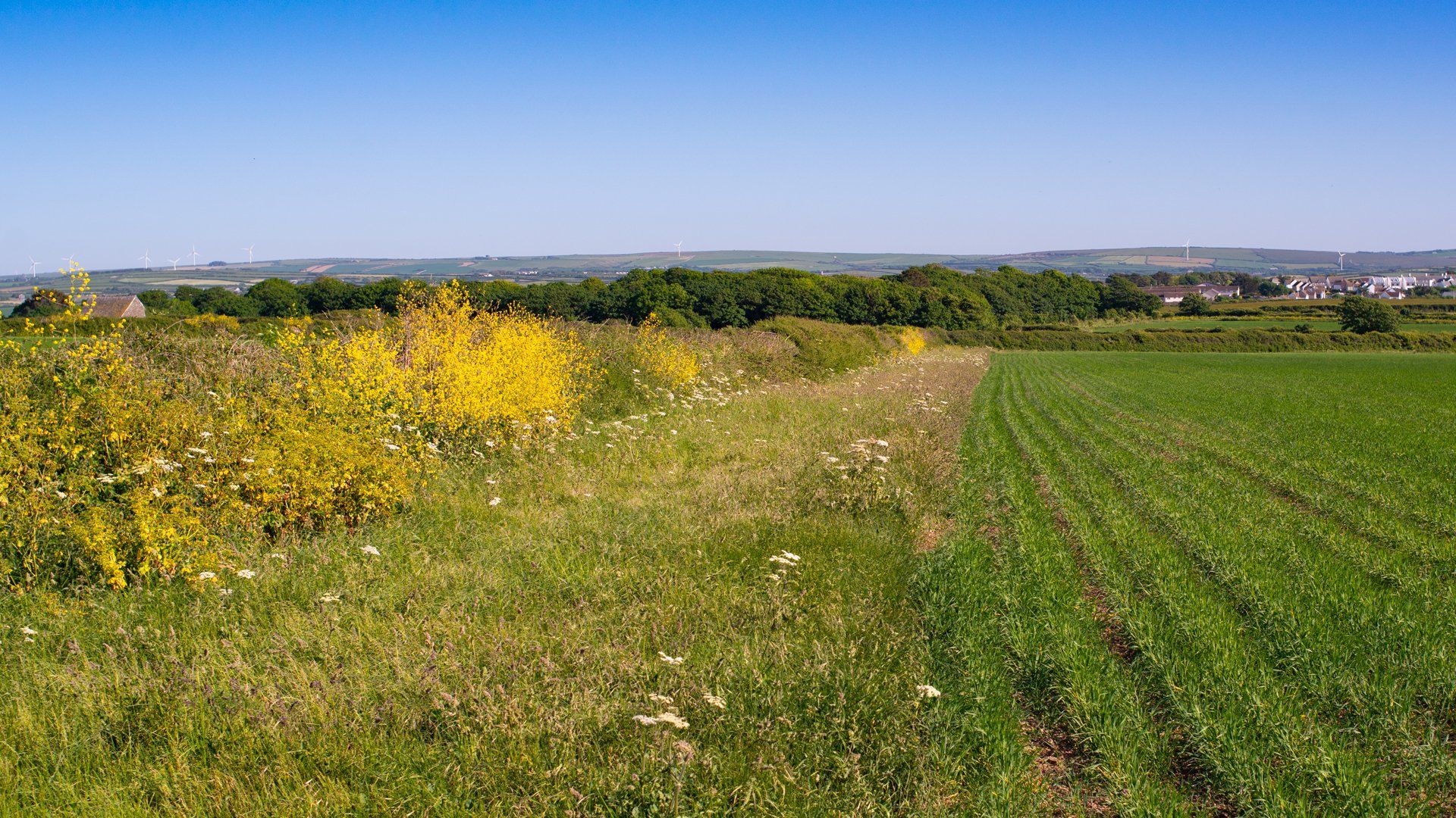 Wide verges to encourage wildlife.