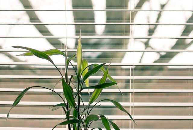 venetian blind