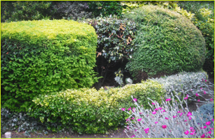 If you'd like a beautiful, easy to maintain garden in North London call 07958 381 049 If you'd like a beautiful, easy to maintain garden in North London call 07958 381 049
