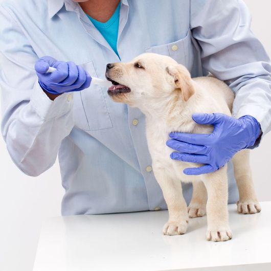 farmaci veterinari