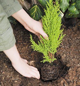 garden design - London - Mark Hodges Gardens - Planting layouts garden design - London - Mark Hodges Gardens - Planting layouts