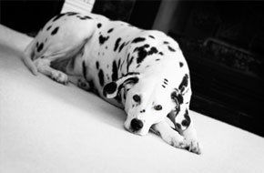 Dog groomer